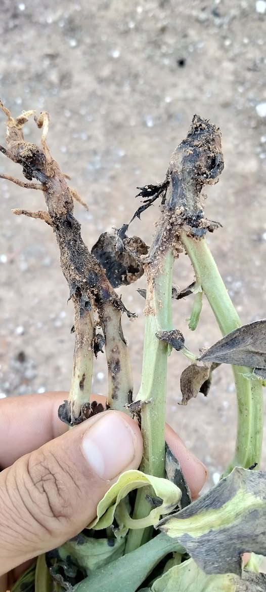 الفول فيه تسقيط وده شكل الجدور اي الحل ؟؟